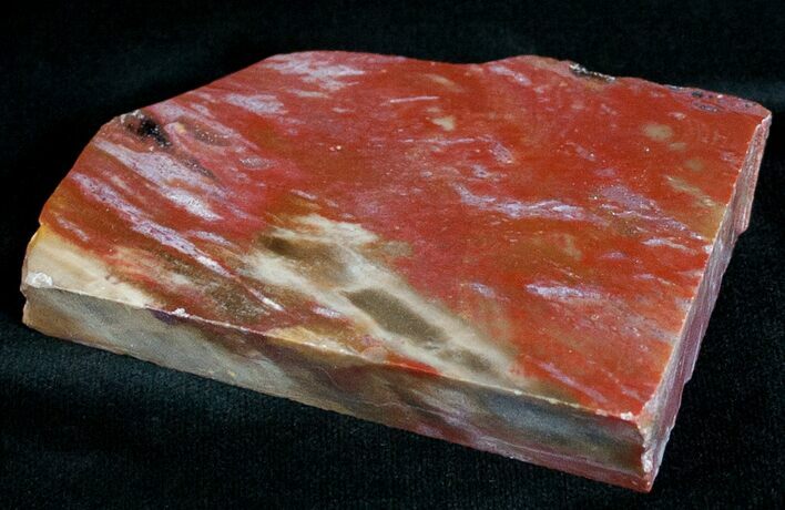 Red Araucaria Petrified Wood Slab #6826